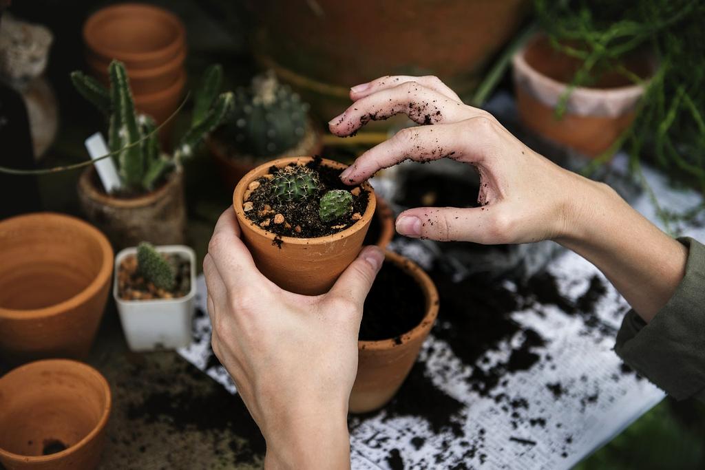 Hands holding soil with seedlings